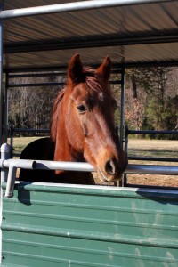 Horse Rescue Huntersville, NC