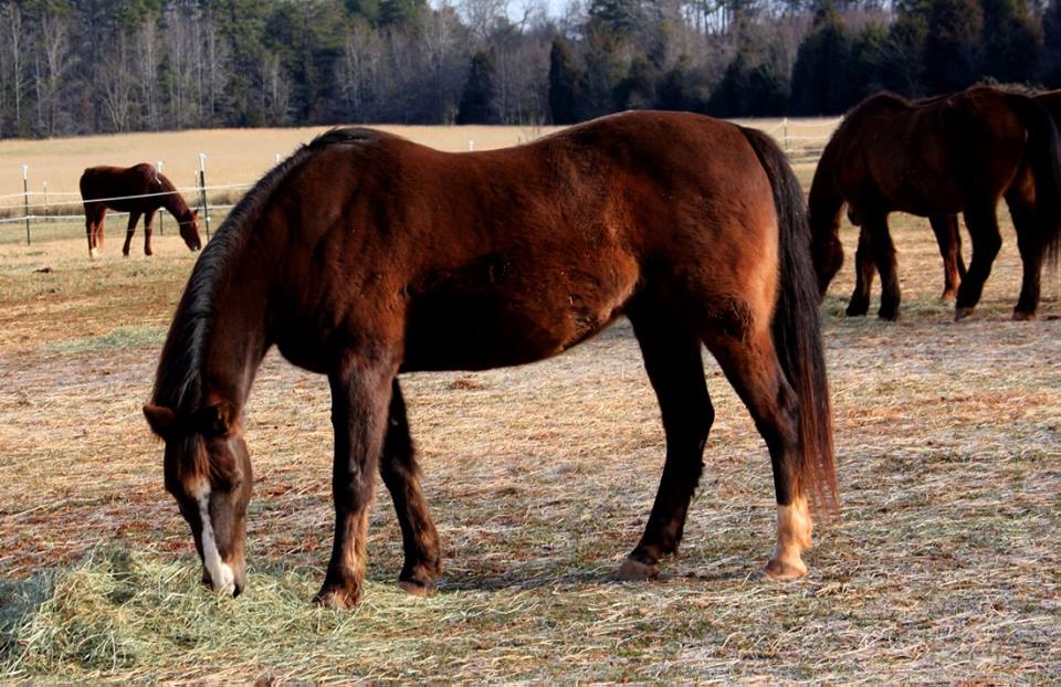 Adopt a Rescued Horse North Carolina Horse Rescue